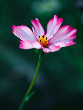 Single Cosmos Blooming On A Dark Green Bokeh Background