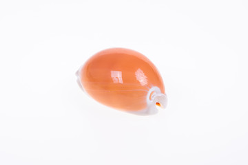 Fototapeta premium Sea shells on white background.