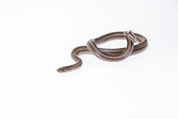 Striped kukri Snake on white background, Scientific name:Oligodon taeniatus, snake of Thailand