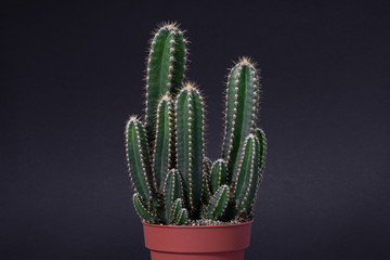 Small potted cactus Cereus Peruvianus isolated on black background