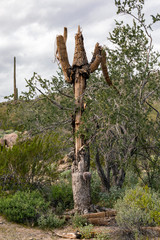 Dead Saguaro Cactus in a Draw