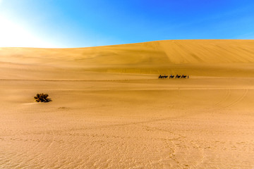 Dunhuang mingsha mountain camel team