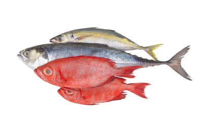 Fresh raw fishes isolated on white background, seafood concept