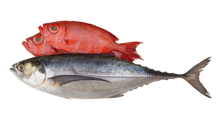 Fresh raw fishes isolated on white background, seafood concept