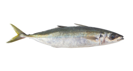 Round scad fish or mackerel scad isolated on white background, Decapterus