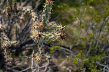 Variant of Cane Cholla with Flowers