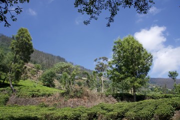 Fototapeta premium Tea garden 