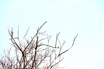 branches of tree