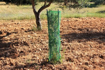 Small olive tree growing, olive grove in Attica, Greece.