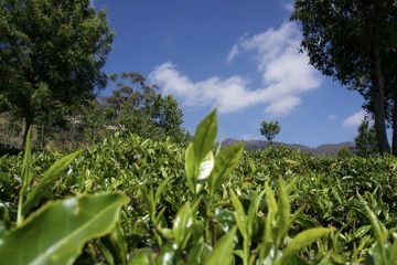 Tea garden 