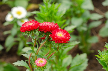 Red Aster or Callistephus chinensis among green leaves