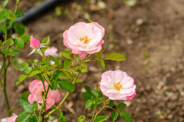 pink rose flower in the garden