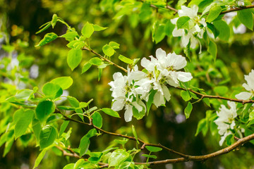 Fototapeta premium white flowers of apple tree in a spring garden