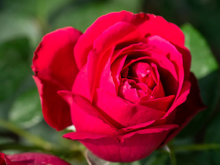 Close up red eden rose flower