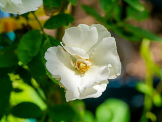 Obraz premium Close up mini white Fairy Rose flower