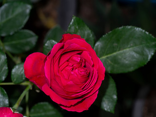 Close up red eden rose flower