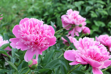 Obraz premium Pink peonies on green grass background in garden