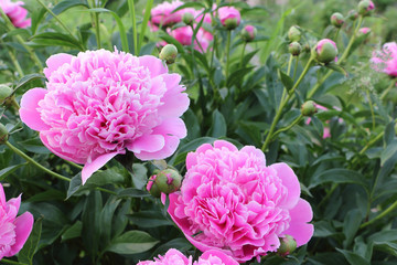 Pink peonies on green grass background in garden