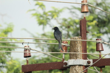 Black Drongo bird with two tails sitting on electric line or electric post on the morning