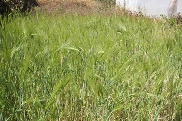 Wheat in the garden 