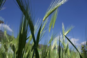 Wheat in the garden 