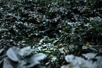 Obraz na płótnie Canvas Coffee plantation under the big tree in Asia