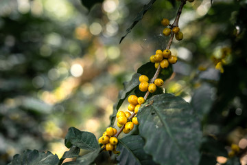Fresh red coffee red cherry coffee bean in hands