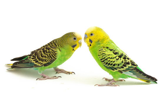 A pair of common parakeets budgerigar, (Melopsittacus undulatus), budgie isolated on white background