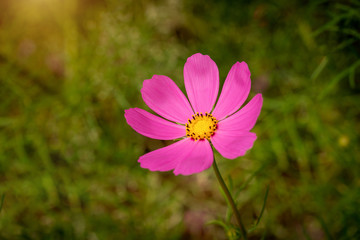 Obraz premium Pink cosmos flower (Cosmos Bipinnatus) with blurred green background.
