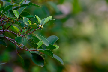 Beautiful green leaves Natural in the garden that looks fresh and comfortable to the eyes
