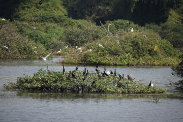 Vedanthangal Bird Sanctuary India 