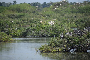 Vedanthangal Bird Sanctuary India 