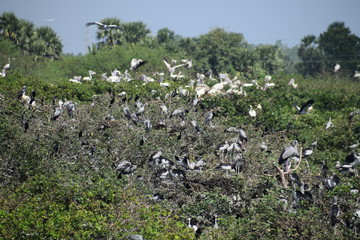 Fototapeta na wymiar Vedanthangal Bird Sanctuary India 