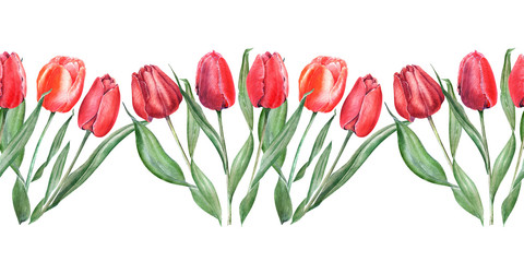 Watercolor seamless border with elegant red tulips. Buds, flowers and leaves