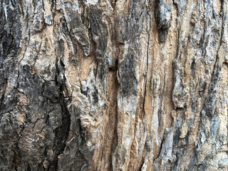 The Nature old wooden surface; Old wooden background ,Structure of wood.