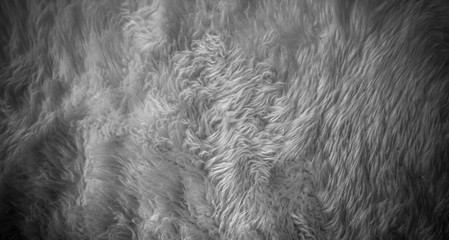 texture of gray fur background
