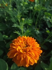image of  The orange flowers in the afternoon are very beautiful