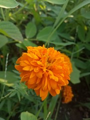 image of  The orange flowers in the afternoon are very beautiful