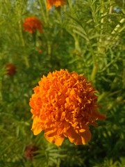 image of  The orange flowers in the afternoon are very beautiful