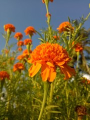 image of  The orange flowers in the afternoon are very beautiful