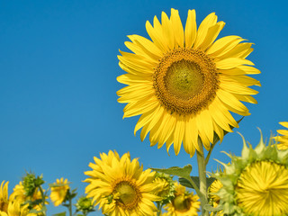 a beautiful sunflowers in the blue sky
