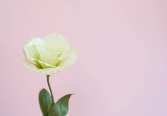 Fototapeta premium Beauty Eustoma flower, сhinese rose