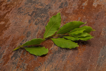 Green laurel leaves on the branch