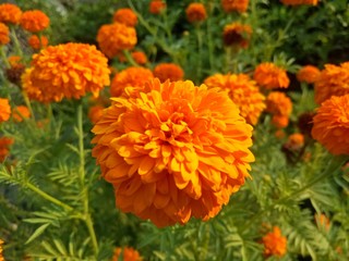 image of  The orange flowers in the afternoon are very beautiful