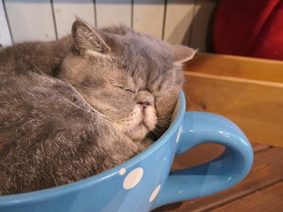 眠り続けるネコ