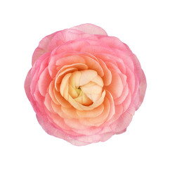 Closeup of pink ranunculus flower