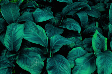 leaves of Spathiphyllum cannifolium, abstract green texture, nature background, tropical leaf