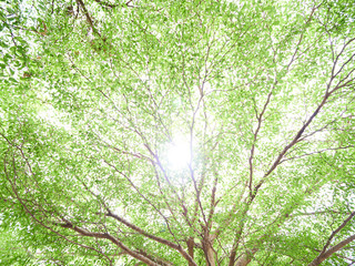 green leaves background in a daylight