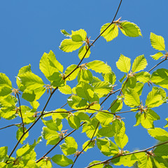 Junge Blätter der Hainbuche,Carpinus betulus,im Frühling