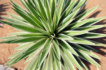 Agave leaf texture, close up. Exotic radial plant with long sharp leaves, top view. Green tropical plant, sandy desert environment.